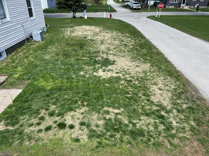 Lawn damaged by weed killer