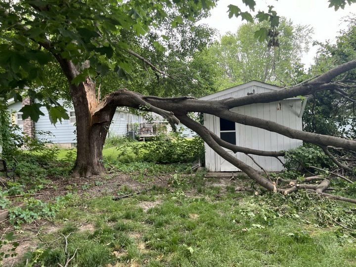 Large tree vertically split by wind