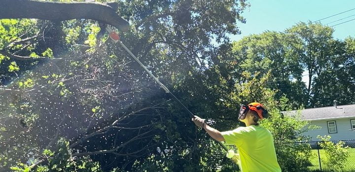 Tree trimming